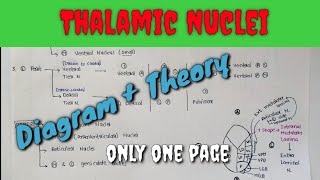 Thalamic Nuclei1  Name of thalamic Nuclei  Diagram only in one page [upl. by Sixela364]