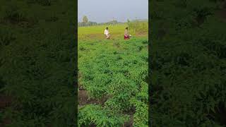 Mirchi thota shortvideo shorviralvideo plzsubscribemychannel [upl. by Assilat]