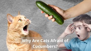 Why Are Cats Afraid of Cucumbers [upl. by Anirbac]