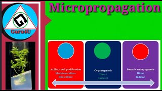 Micropropagation [upl. by Sussi]