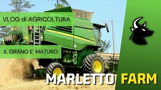 🇮🇹 MARLETTO FARM  Il grano è maturo  Vlog di Agricoltura [upl. by Yram]