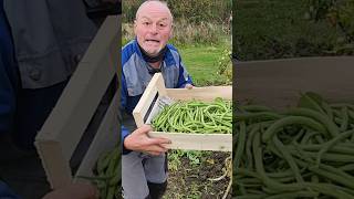 Les haricots verts un légume magique pour le jardin [upl. by Tohcnarf880]