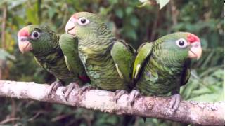 Loro Alisero Cantando Sonido para Llamar El Mejor [upl. by Nylicaj]