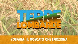 Terre Lombarde  Volpara il Moscato che emoziona [upl. by Neitsirhc697]