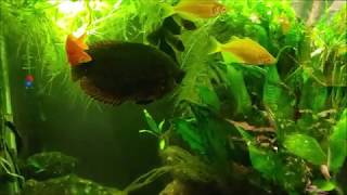 Using Cattle Dewormer In My Aquarium Levamisole HCL [upl. by Payne]