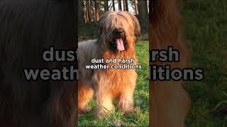 The eyebrows of the Briard dog are not just for looks briard dogs [upl. by Lady45]