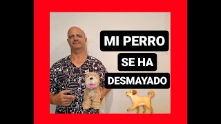 Mi perro se ha desmayado [upl. by Teufert]