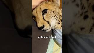 Leopard conquered by love shortvideo rescue cute animal leopard [upl. by Liemaj601]