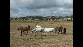 Herdade do Gizo  Cuba  Alentejo [upl. by Anitnas915]