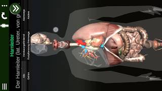 Inneren Organe 3D Anatomie v2 für Android quotDEquot [upl. by Tertias]