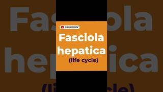 Fasciola hepatica life cycle [upl. by Stuart420]