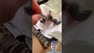 A woman rescue baby bird sparrow shortvideo birds [upl. by Janifer]