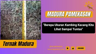 Berepa Ukuran Kambing Kacang Kita Lihat Sampai Tuntas [upl. by Trimble]