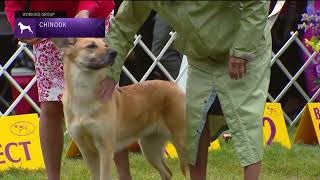 Chinooks  Breed Judging 2022 [upl. by Peterman]