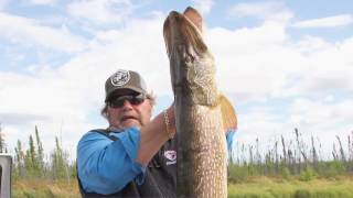 Five 30 Pound Northern Pike Babe Winkelmans Good Fishing [upl. by Nameloc336]