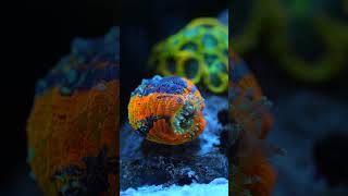 Waterbox LPS Superfood et Scolymia australis tank recifal reef coral allmymoneygoestocoral [upl. by Woll]