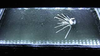 Am241 in the Cloud chamber 1080p [upl. by Sacul461]