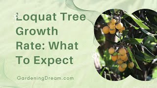 Loquat Tree Growth Rate What To Expect [upl. by Lyrrad]