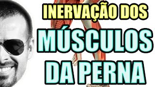 Vídeo Aula 125  Sistema Nervoso  Anatomia Humana  Inervação dos Músculos da Perna e Panturrilha [upl. by Selle]