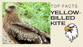 Yellowbilled Kite facts 🦅 intraAfrican breeding migrant [upl. by Adnole]