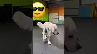 Puppy play time music countrymusic puppy goldenretriever [upl. by Korie]