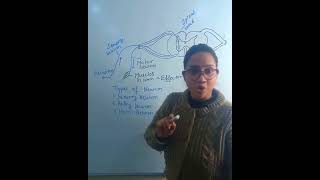 types of neuron  neuron notes  function of neuron  class 10 biology shorts youtubeshorts [upl. by Eliam231]