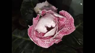 Gloxinia 19 October 2024 [upl. by Nav370]