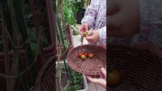 Harvesting Cherry Tomatoes shorts urbangardening tomatoharvest [upl. by Nigam]