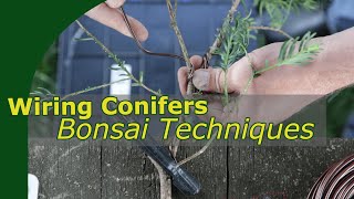 How to wire coniferous bonsai  Bonsai Beginners Basics [upl. by Bonnette]