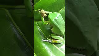 How the Monkey Frog Uses Waxy Secretion to Survive Extreme Heatshortsvideo shortsfeed shortsviral [upl. by Unhsiv]