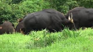 Gaur Bos gaurus herd amp bull Thailand 20180805172411m2ts [upl. by Aymer]