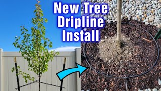 New Tree Drip Ring Irrigation Tutorial [upl. by Pliske818]