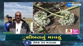 Unseasonal Rainfall in Aravalli damages Onion Tobacco and Many more crop  Farmers worried [upl. by Hobbie]