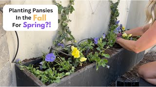 Planting Pansies in the Fall for Spring [upl. by Ram]