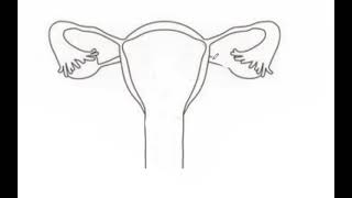 HUMAN FEMALE REPRODUCTIVE SYSTEM [upl. by Anerehs]