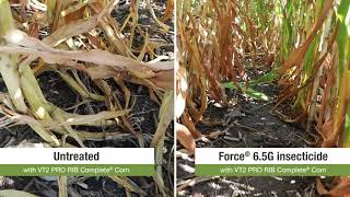 Corn Rootworm Trial WalkThrough [upl. by Geithner]