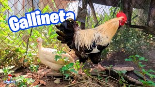 Mi Gallina de Guinea o Gallineta 😍 Libre se va Cómo conviven Alimentando a mis Animales [upl. by Crysta589]