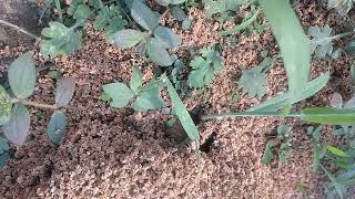 A Big Anthills making from Black 🐜 ant cave [upl. by Beisel]