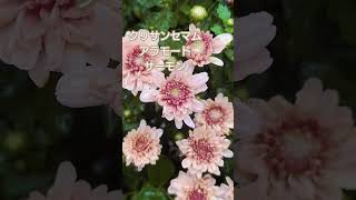 耐寒性多年草 クリサンセマムアラモードサーモンクリサンセマム ガーデンマム 花期の長い花 夏から初冬まで咲く花 [upl. by Alletsyrc]