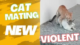 Hot mating between cats [upl. by Adest]