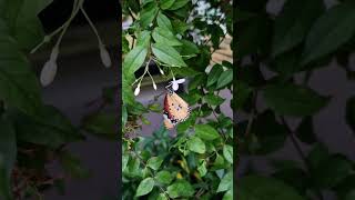 Danaus chrysippus also known as the plain tiger beautiful butterfly [upl. by Maryrose]