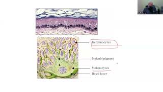 Trip to Skin An Engaging Introduction to Wound Care [upl. by Carola]