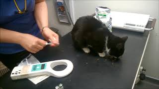 Microchipping your pet cat easy and harmless and helps wildcats [upl. by Neenaej]