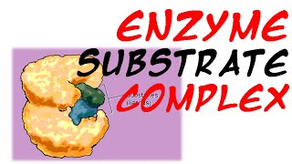 Enzyme substrate complex [upl. by Teragram127]