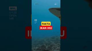 FAKTA IKAN HIU [upl. by Sankey]