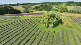 Fennario Meadows  2024  Lavender Meets the Niagara Escarpment [upl. by Aikemat]