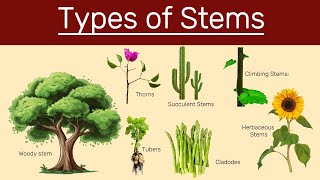 Different types of stems Types of stems Classification of stems [upl. by Niwrek]