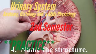 The Urinary System Practice for AampP Lab 2nd Semester Anatomy Histology and a little Physiology [upl. by Garreth]