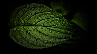 Soothing Rain  Bilateral Nature Soundscape  Heavy Beat  EMDR Brainspotting Meditation  Relax [upl. by Karb]