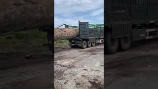 Transporte y Corte de Madera para Crear una Mesa Gigante en el Mayor Taller de Carpintería [upl. by Frieder319]